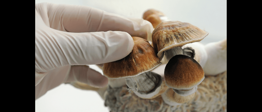 歐洲議會議員呼籲歐盟支援使用迷幻藥物治療精神健康障礙的研究